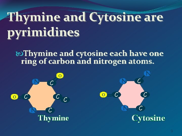 Thymine and Cytosine are pyrimidines Thymine and cytosine each have one ring of carbon