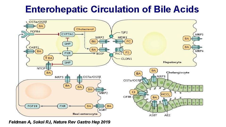 Enterohepatic Circulation of Bile Acids Feldman A, Sokol RJ, Nature Rev Gastro Hep 2019