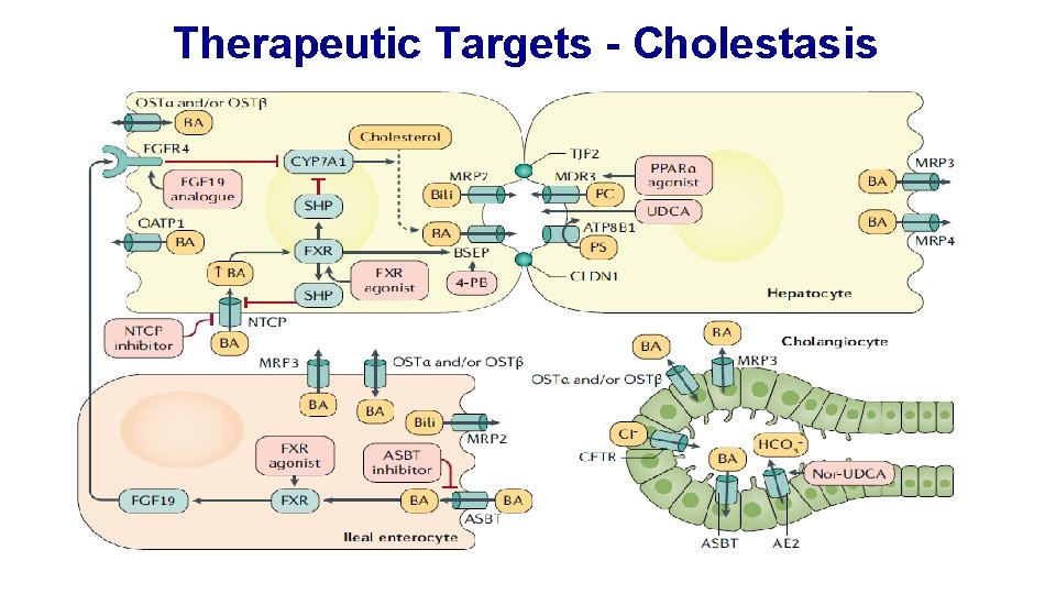 Therapeutic Targets - Cholestasis 