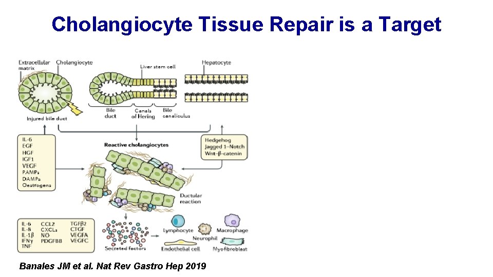 Cholangiocyte Tissue Repair is a Target Banales JM et al. Nat Rev Gastro Hep