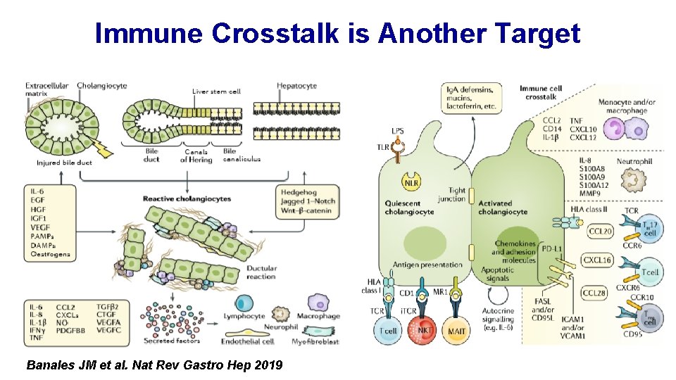 Immune Crosstalk is Another Target Banales JM et al. Nat Rev Gastro Hep 2019