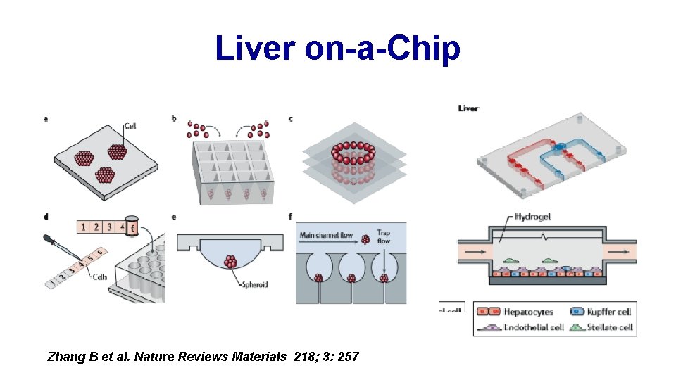 Liver on-a-Chip Zhang B et al. Nature Reviews Materials 218; 3: 257 