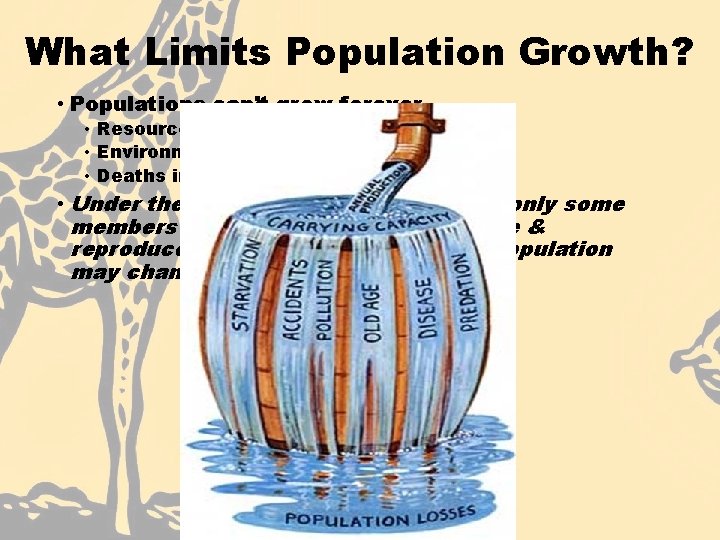 What Limits Population Growth? • Populations can’t grow forever. • Resources are used up