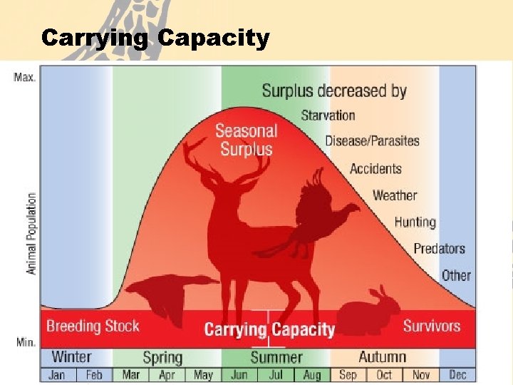Carrying Capacity • The carrying capacity of a biological species in an environment is