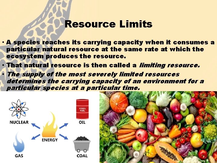 Resource Limits • A species reaches its carrying capacity when it consumes a particular
