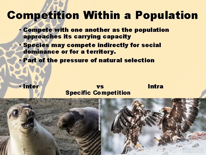 Competition Within a Population • Compete with one another as the population approaches its