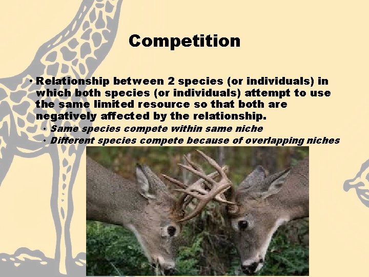 Competition • Relationship between 2 species (or individuals) in which both species (or individuals)