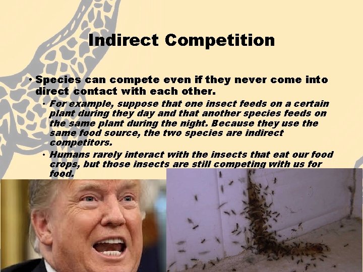 Indirect Competition • Species can compete even if they never come into direct contact