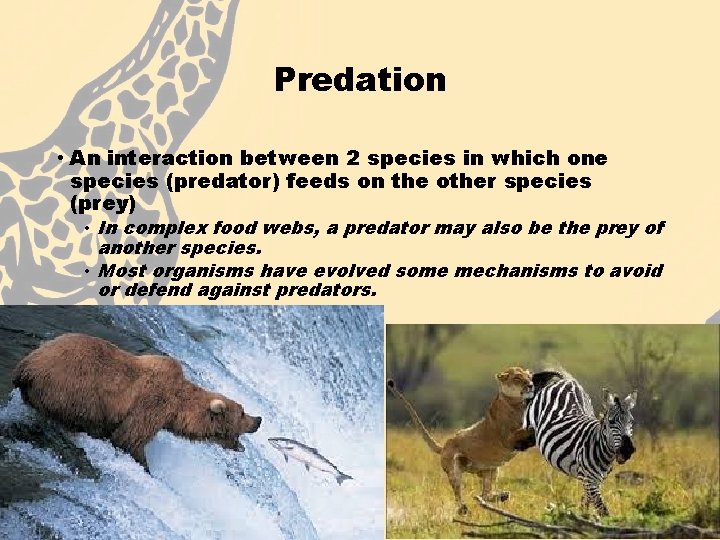 Predation • An interaction between 2 species in which one species (predator) feeds on
