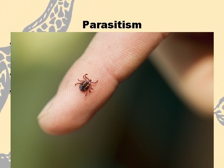 Parasitism • An organism that lives in or on another organism & feeds on