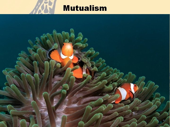 Mutualism • Mutualism is a relationship between two species in which both species benefit.
