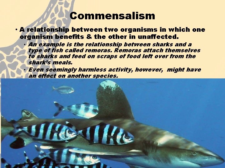 Commensalism • A relationship between two organisms in which one organism benefits & the