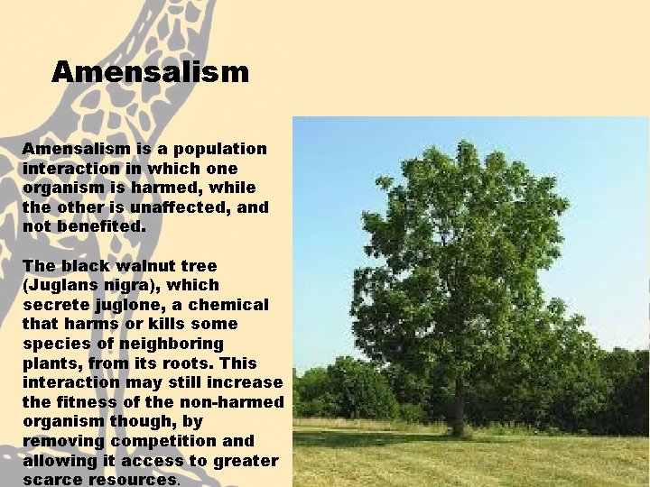 Amensalism is a population interaction in which one organism is harmed, while the other