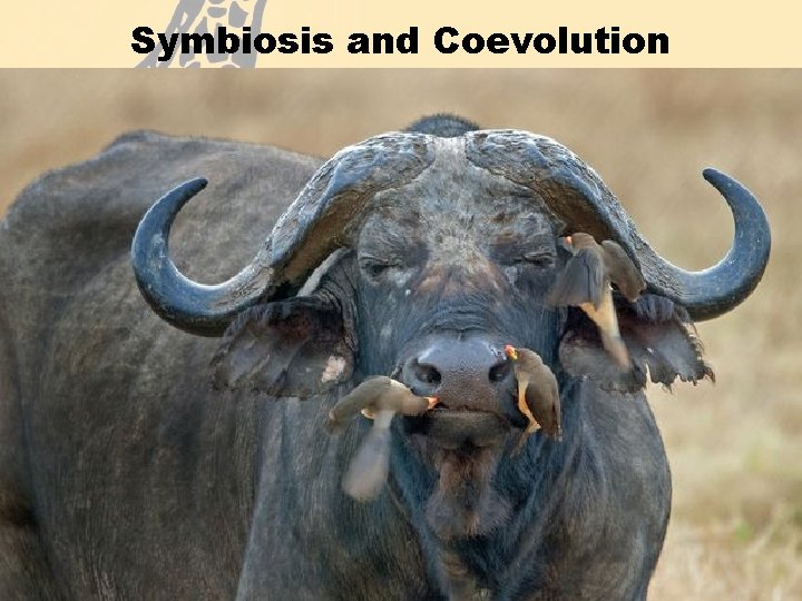 Symbiosis and Coevolution • Symbiosis is a relationship in which 2 different organisms live