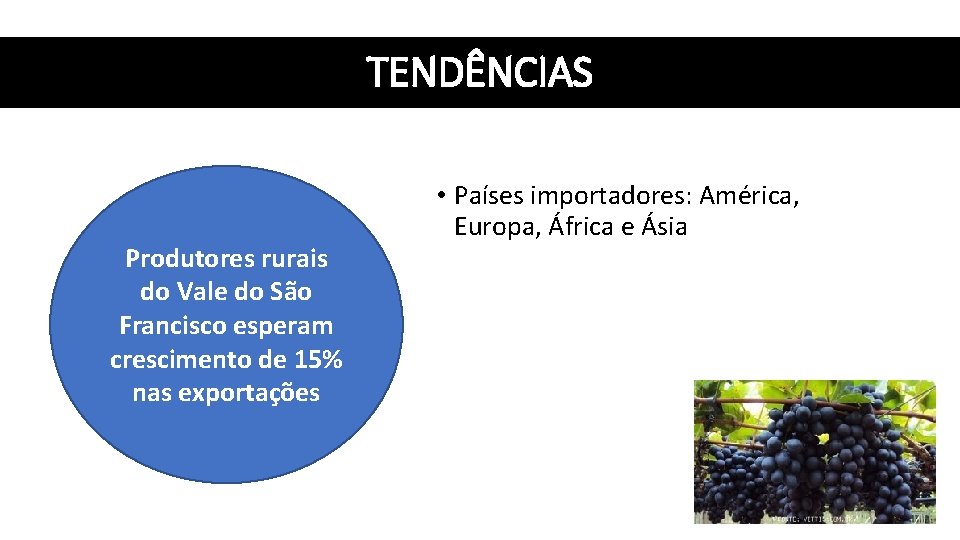 TENDÊNCIAS Produtores rurais do Vale do São Francisco esperam crescimento de 15% nas exportações