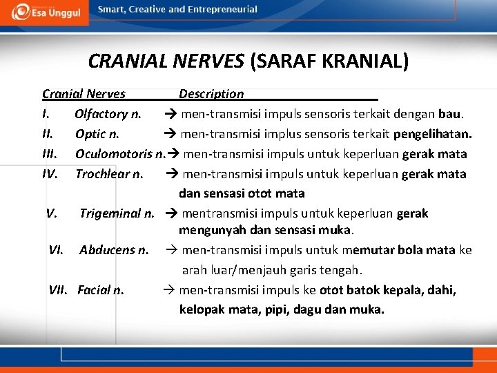 CRANIAL NERVES (SARAF KRANIAL) Cranial Nerves Description I. Olfactory n. men-transmisi impuls sensoris terkait