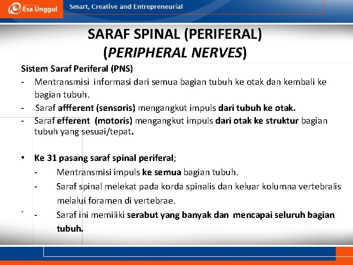 SARAF SPINAL (PERIFERAL) (PERIPHERAL NERVES) Sistem Saraf Periferal (PNS) - Mentransmisi informasi dari semua