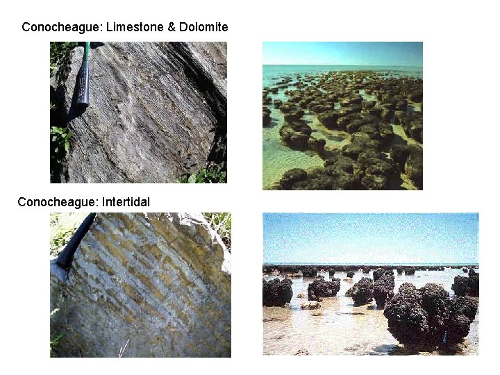 Conocheague: Limestone & Dolomite Conocheague: Intertidal Conocheague: Limestone & Dolomite Conocheague: Intertidal