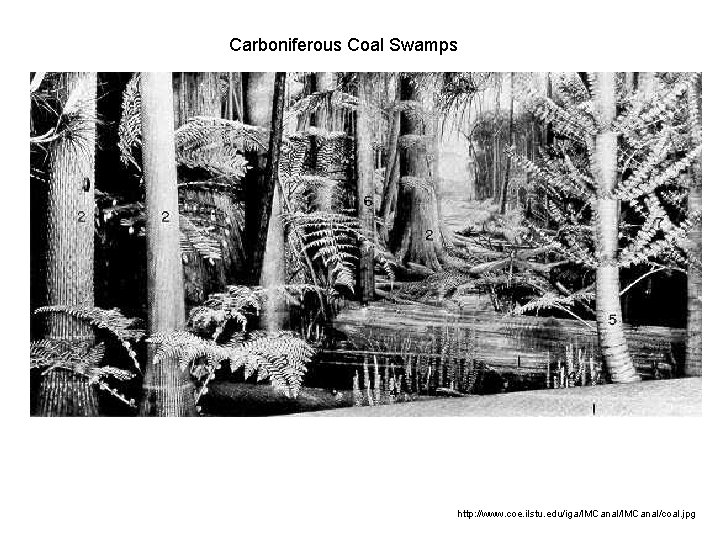 Carboniferous Coal Swamps http: //www. coe. ilstu. edu/iga/IMCanal/coal. jpg Carboniferous Coal Swamps http: //www. coe. ilstu. edu/iga/IMCanal/coal. jpg