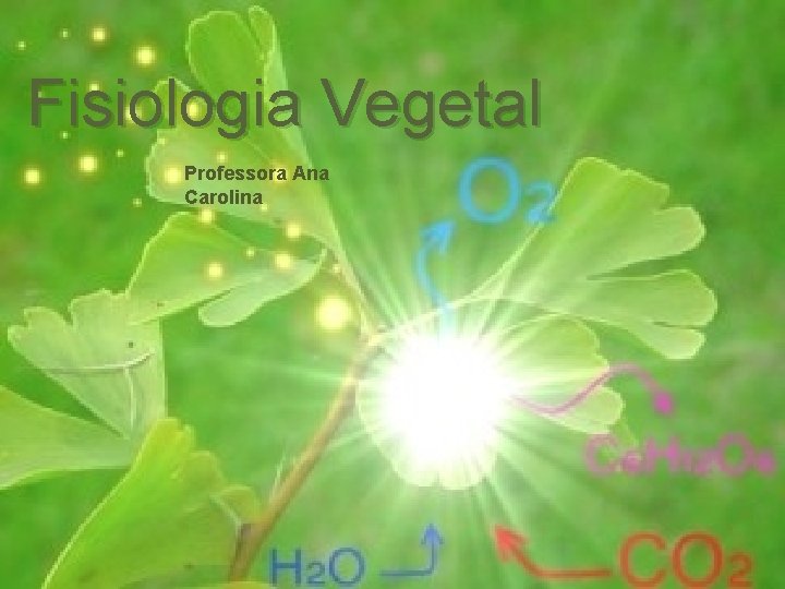 Fisiologia Vegetal Professora Ana Carolina 