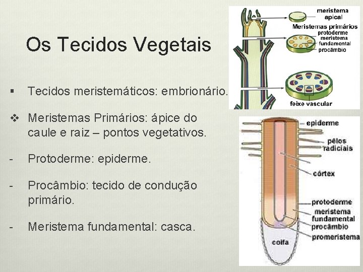 Os Tecidos Vegetais § Tecidos meristemáticos: embrionário. v Meristemas Primários: ápice do caule e
