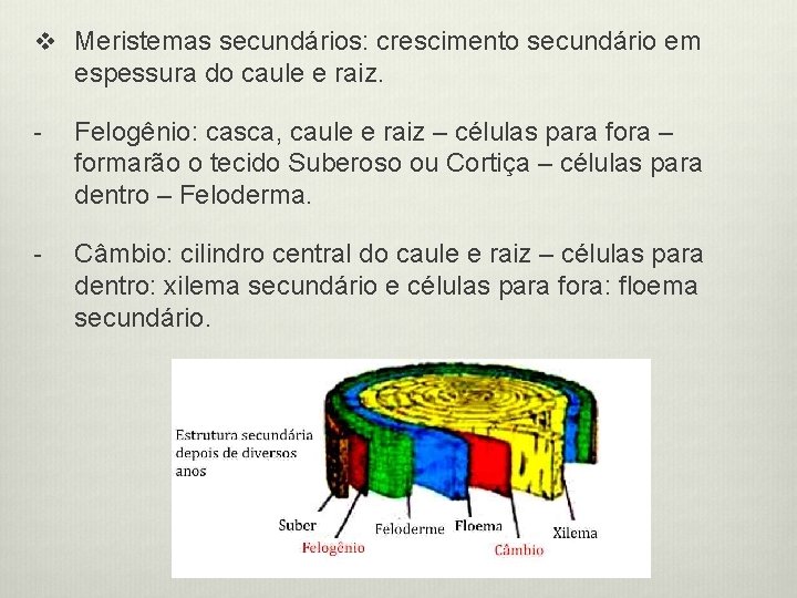 v Meristemas secundários: crescimento secundário em espessura do caule e raiz. - Felogênio: casca,