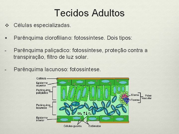 Tecidos Adultos v Células especializadas. § Parênquima clorofiliano: fotossíntese. Dois tipos: - Parênquima paliçadico: