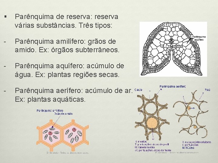 § Parênquima de reserva: reserva várias substâncias. Três tipos: - Parênquima amilífero: grãos de