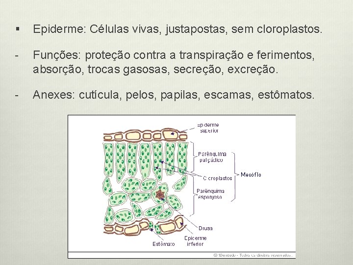 § Epiderme: Células vivas, justapostas, sem cloroplastos. - Funções: proteção contra a transpiração e