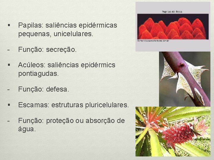 § Papilas: saliências epidérmicas pequenas, unicelulares. - Função: secreção. § Acúleos: saliências epidérmics pontiagudas.