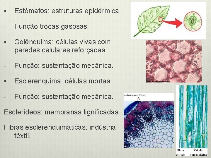 § Estômatos: estruturas epidérmica. - Função trocas gasosas. § Colênquima: células vivas com paredes