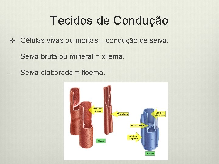 Tecidos de Condução v Células vivas ou mortas – condução de seiva. - Seiva