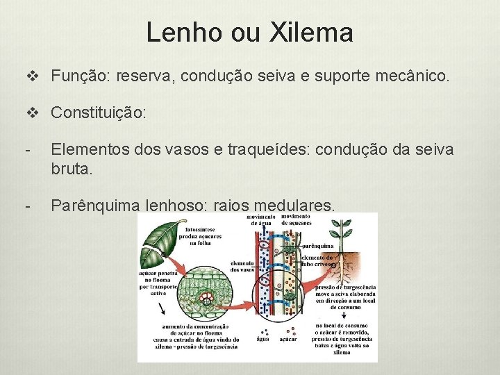 Lenho ou Xilema v Função: reserva, condução seiva e suporte mecânico. v Constituição: -