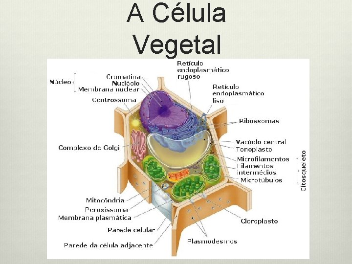A Célula Vegetal 