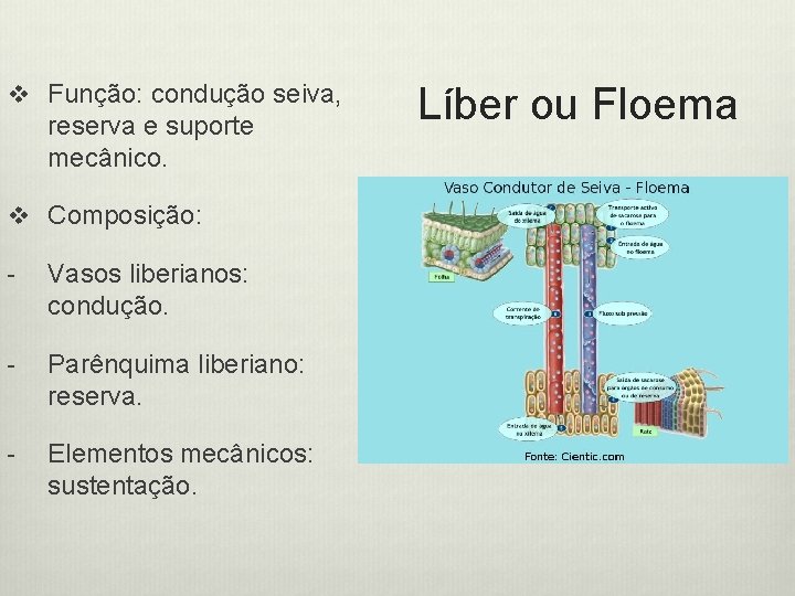 v Função: condução seiva, reserva e suporte mecânico. v Composição: - Vasos liberianos: condução.