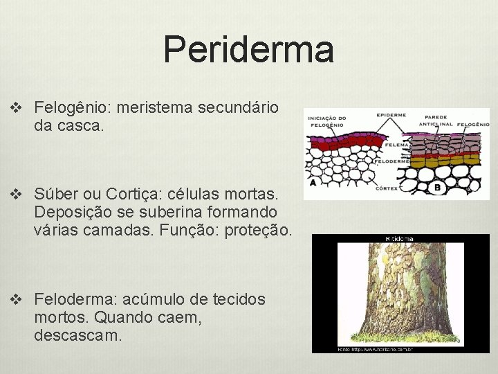 Periderma v Felogênio: meristema secundário da casca. v Súber ou Cortiça: células mortas. Deposição