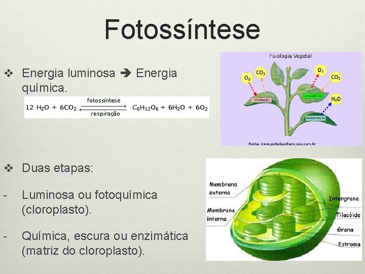 Fotossíntese v Energia luminosa Energia química. v Duas etapas: - Luminosa ou fotoquímica (cloroplasto).