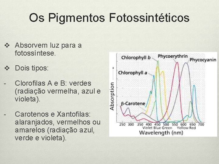 Os Pigmentos Fotossintéticos v Absorvem luz para a fotossíntese. v Dois tipos: - Clorofilas