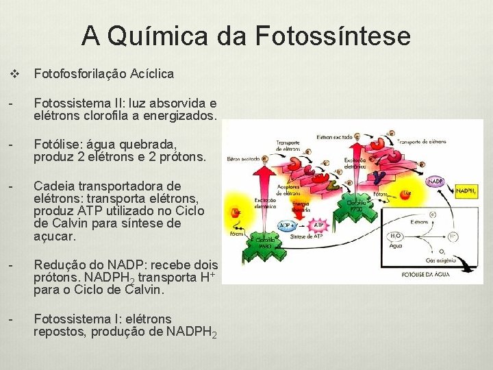 A Química da Fotossíntese v Fotofosforilação Acíclica - Fotossistema II: luz absorvida e elétrons