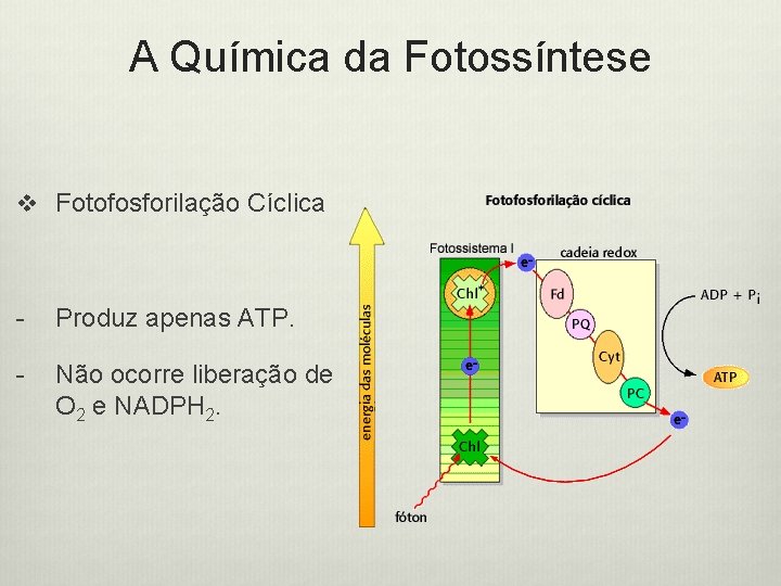 A Química da Fotossíntese v Fotofosforilação Cíclica - Produz apenas ATP. - Não ocorre