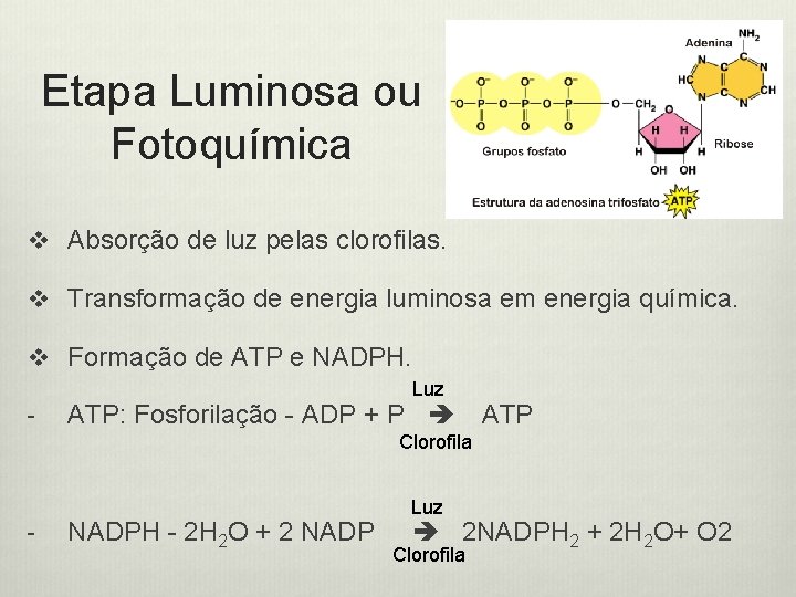 Etapa Luminosa ou Fotoquímica v Absorção de luz pelas clorofilas. v Transformação de energia