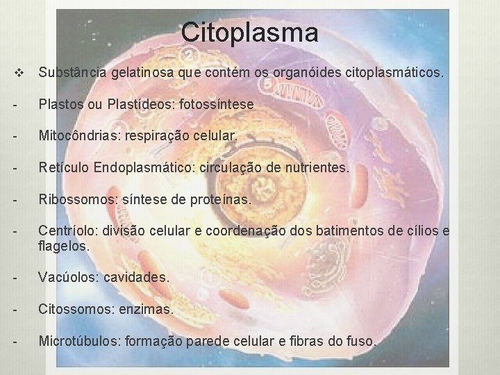 Citoplasma v Substância gelatinosa que contém os organóides citoplasmáticos. - Plastos ou Plastídeos: fotossíntese