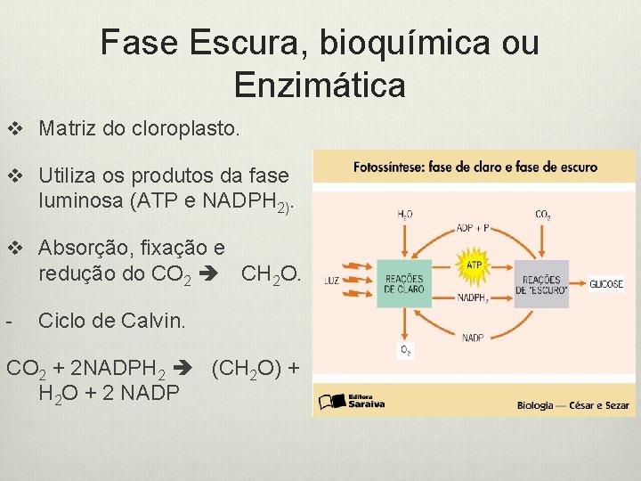 Fase Escura, bioquímica ou Enzimática v Matriz do cloroplasto. v Utiliza os produtos da