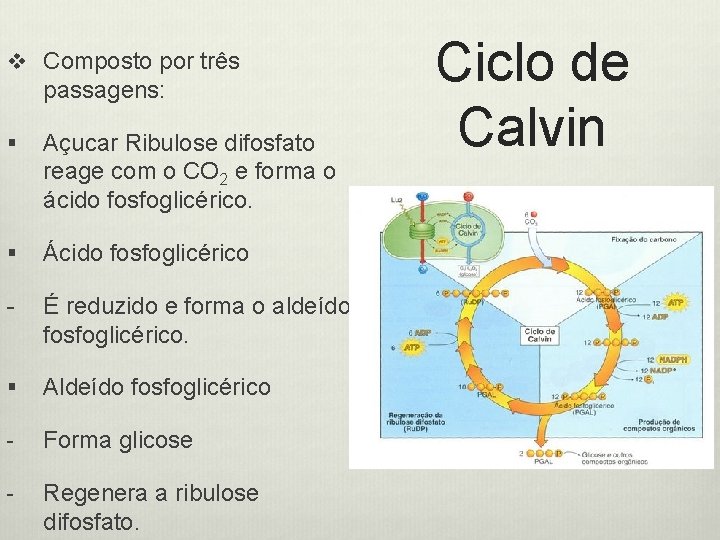 v Composto por três passagens: § Açucar Ribulose difosfato reage com o CO 2