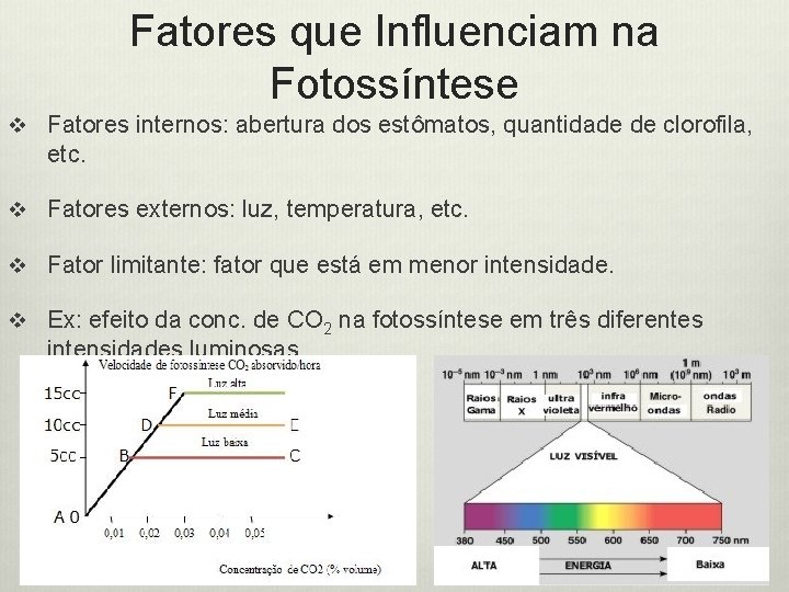 Fatores que Influenciam na Fotossíntese v Fatores internos: abertura dos estômatos, quantidade de clorofila,