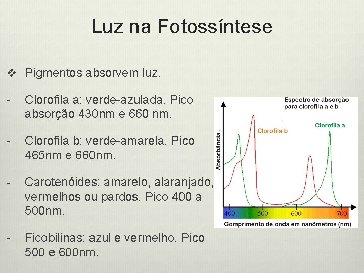 Luz na Fotossíntese v Pigmentos absorvem luz. - Clorofila a: verde-azulada. Pico absorção 430