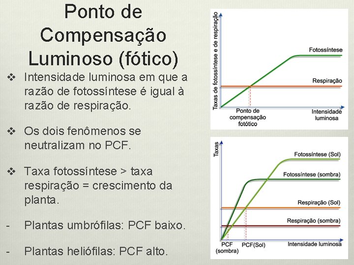 Ponto de Compensação Luminoso (fótico) v Intensidade luminosa em que a razão de fotossíntese