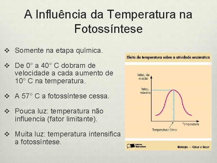 A Influência da Temperatura na Fotossíntese v Somente na etapa química. v De 0°