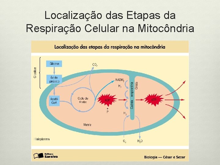 Localização das Etapas da Respiração Celular na Mitocôndria 