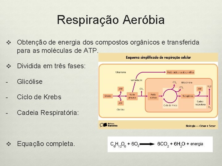 Respiração Aeróbia v Obtenção de energia dos compostos orgânicos e transferida para as moléculas